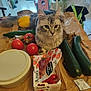 cat, tabby_cat, vegetables, tomato, zucchini, yellow_bell_pepper, table, kitchen, indoor, box, plant, wooden_surface, curious, pet, domestic_animal, feline, food, grocery, home, cozy