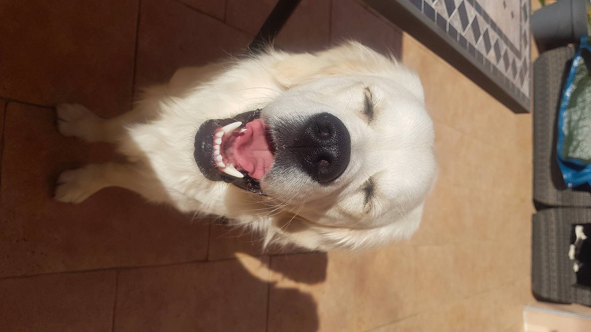 Floki Et Twinny a rejoint le concours — aidez-le/la à gagner de superbes lots ! canidae, carnivore, collar, companion_dog, dog, dog_breed, dog_supply, fawn, flooring, fur, non_sporting_group, pet_supply, snout, sporting_group, tail, whiskers, working_animal