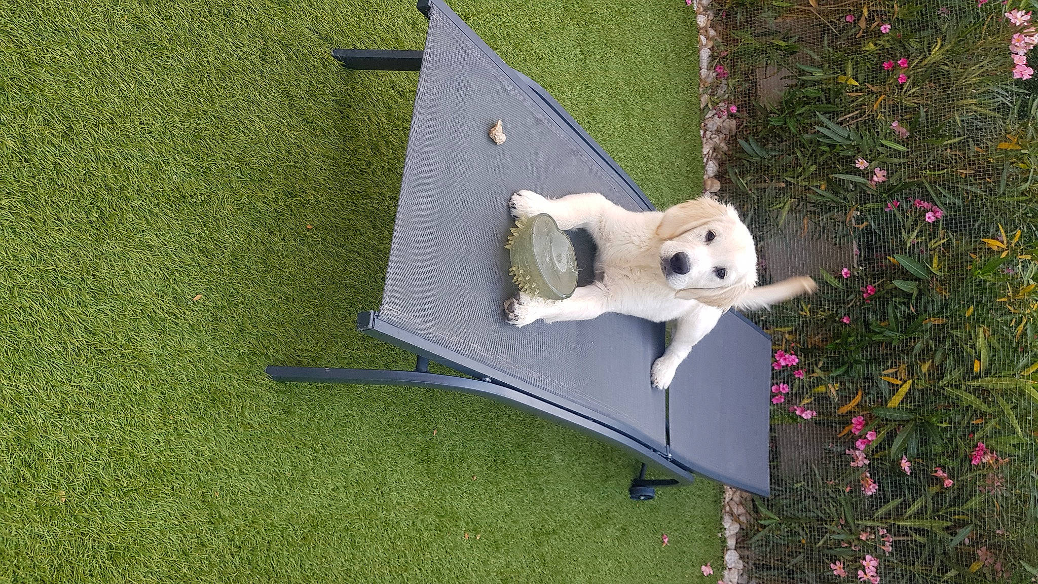 Floki Et Twinny a rejoint le concours — aidez-le/la à gagner de superbes lots ! art, carnivore, chair, companion_dog, fawn, flower, garden, grass, lawn, lawn_ornament, leisure, outdoor_furniture, plant, shrub, stuffed_toy, table, tail, teddy_bear, toy, wood