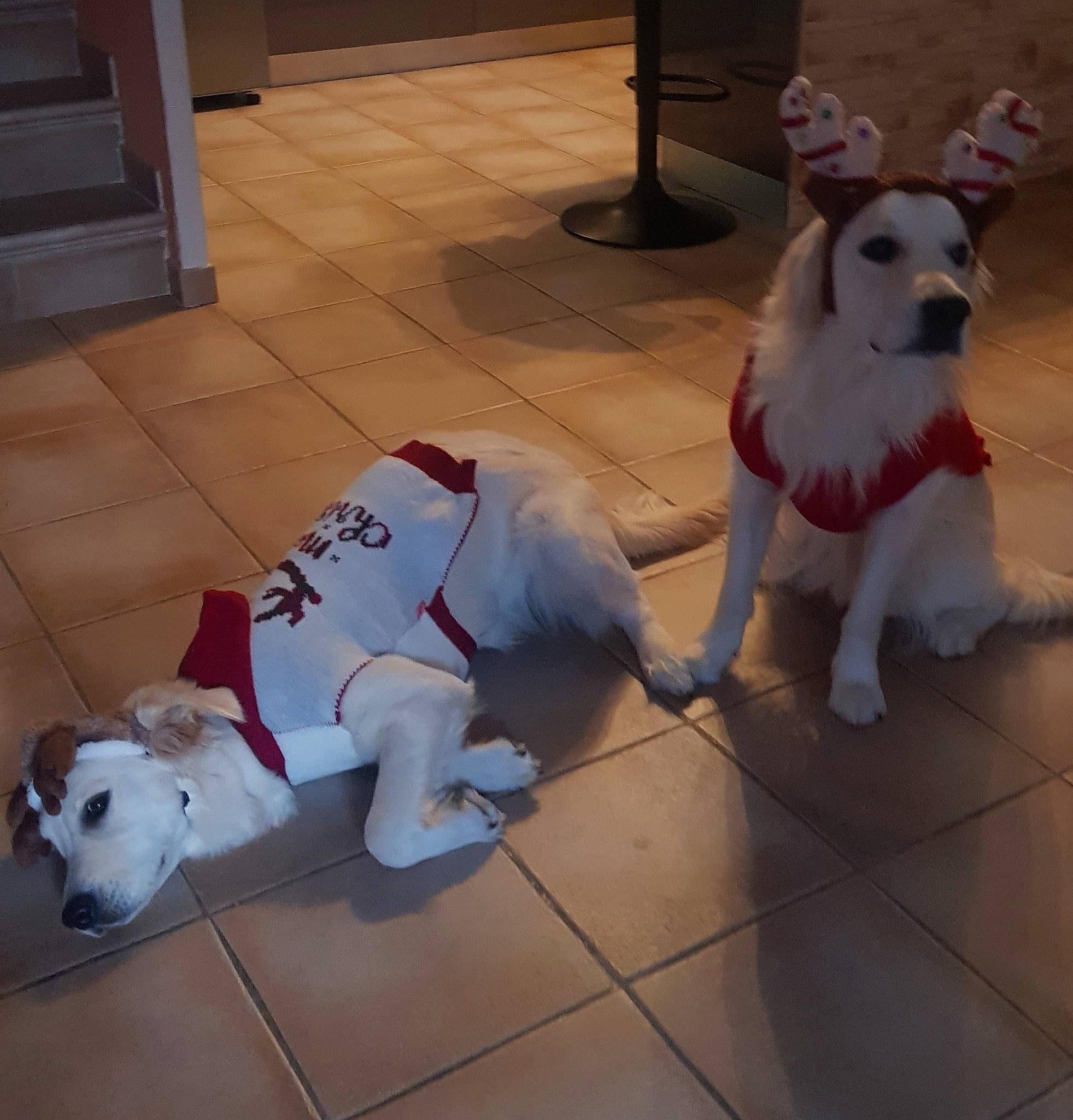 Floki Et Twinny a rejoint le concours — aidez-le/la à gagner de superbes lots ! canidae, carmine, carnivore, companion_dog, dog, dog_breed, dog_clothes, dog_supply, fawn, floor, flooring, fur, mammal, snout, sporting_group, stuffed_toy, tail, toy_dog, white, working_animal