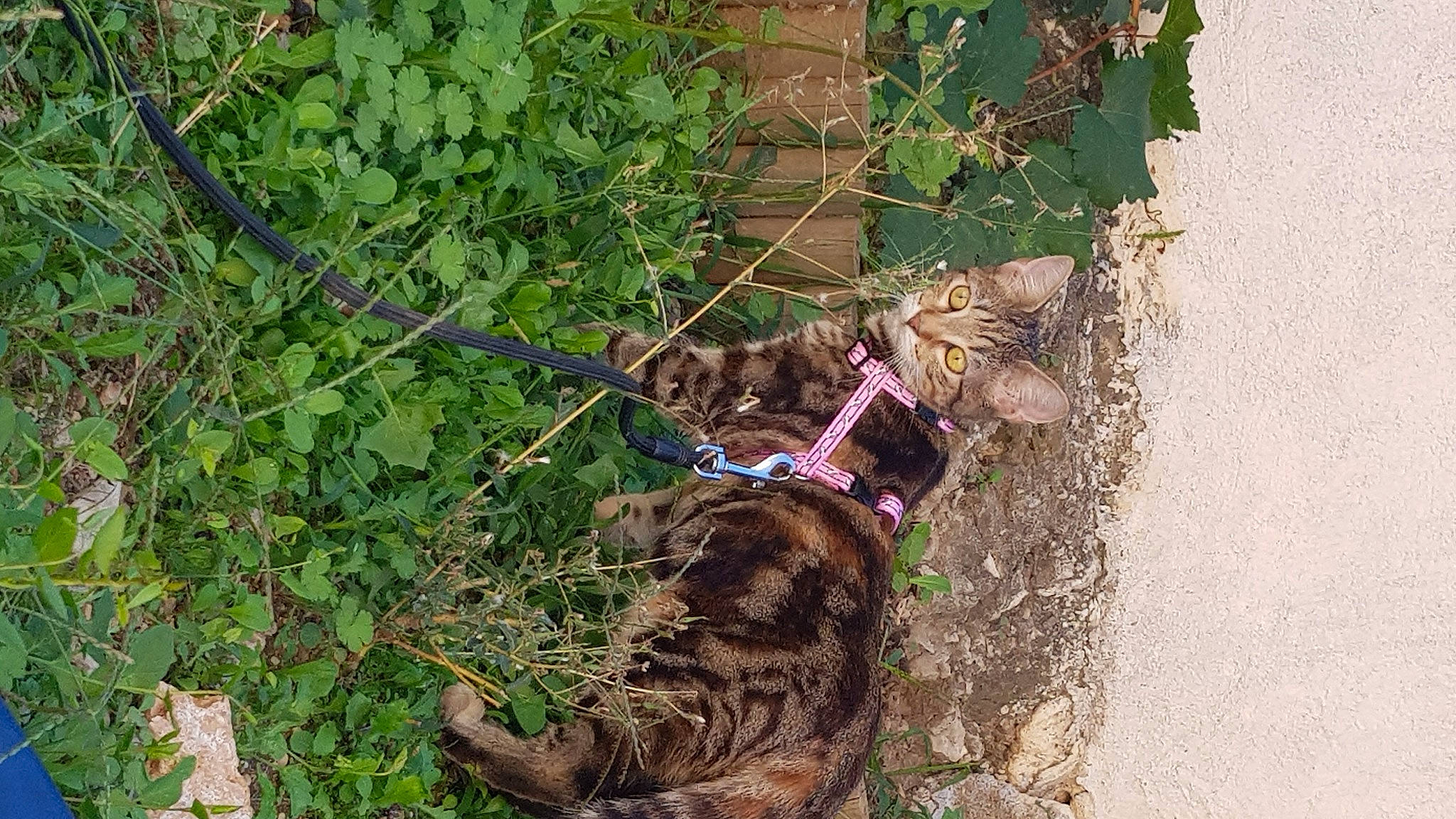 Khaleesi a rejoint le concours — aidez-le/la à gagner de superbes lots ! canidae, carnivore, cat, collar, dog_breed, domestic_short_haired_cat, fawn, felidae, grass, leash, liver, pet_supply, plant, small_to_medium_sized_cats, soil, sporting_group, tail, terrestrial_animal, tree, whiskers