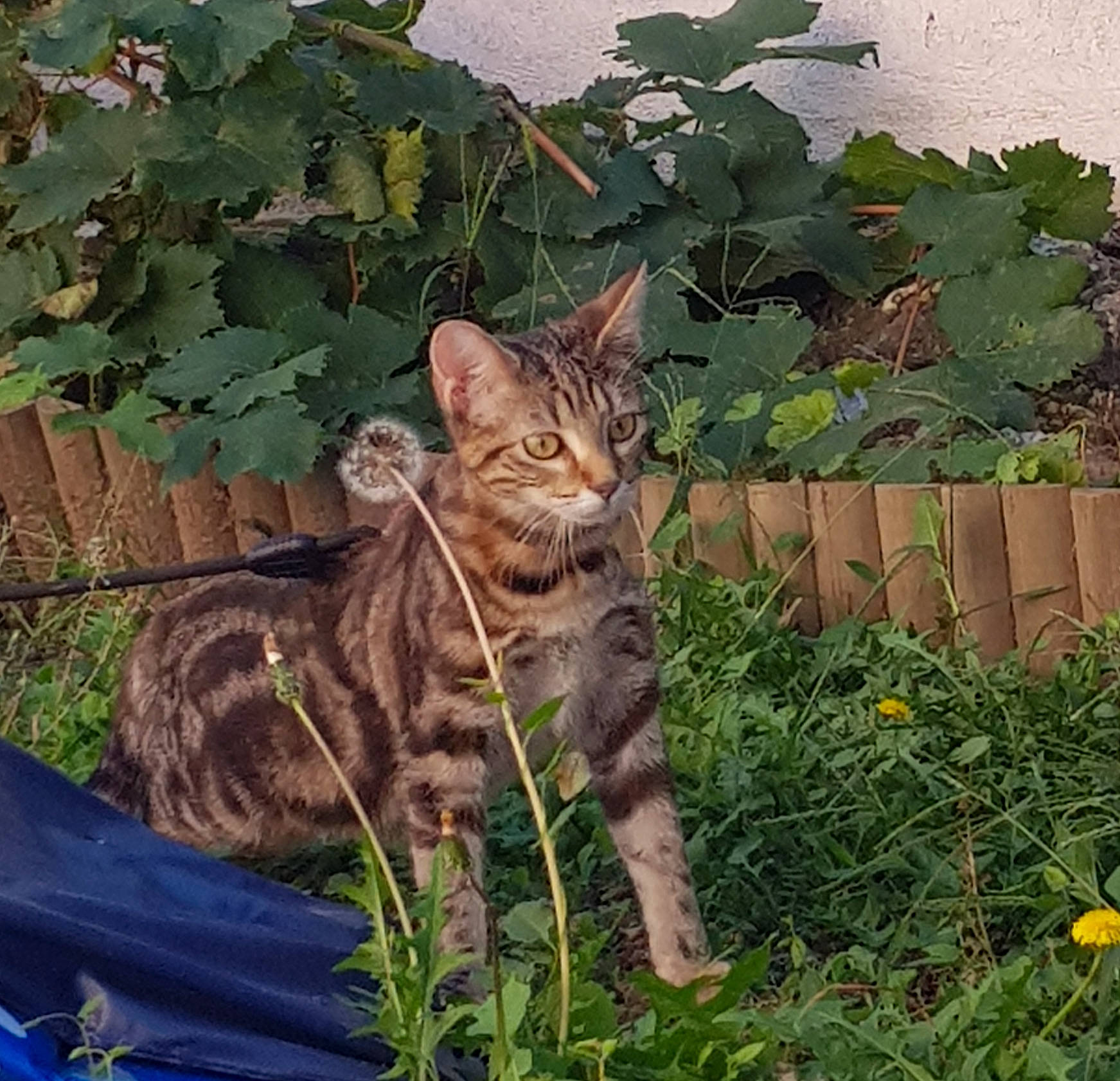 Khaleesi participe au concours pour gagner de l'argent avec cette photo : annual_plant, botany, carnivore, cat, domestic_short_haired_cat, fawn, felidae, fur, grass, groundcover, herb, leaf, plant, small_to_medium_sized_cats, snout, tail, terrestrial_animal, tree, whiskers, wildlife