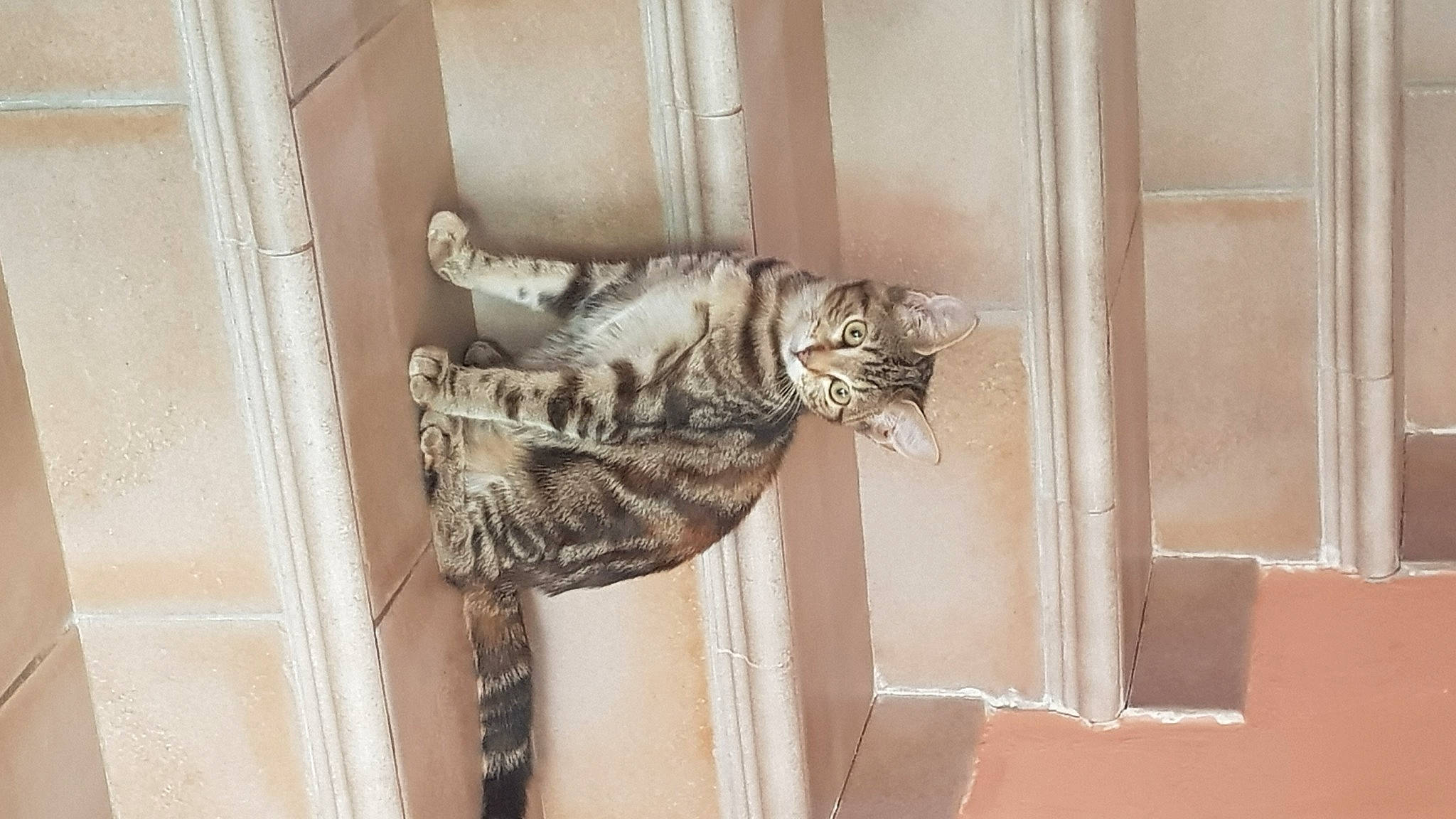 Khaleesi a rejoint le concours — aidez-le/la à gagner de superbes lots ! carnivore, cat, domestic_short_haired_cat, door, felidae, flooring, fur, pattern, room, sculpture, small_to_medium_sized_cats, snout, tail, terrestrial_animal, whiskers, window, wood