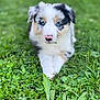 puppy, dog, blue_eyes, pink_nose, grass, greenery, outdoor, nature, cute, animal, pet, fur, young, lying_down, close_up, adorable, playful, small, leaf, clover