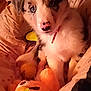puppy, dog, blue_eyes, pink_nose, collar, blanket, plush_toy, bed, soft, cute, pet, indoors, cozy, fur, animal, young, looking, comfort, resting, warm