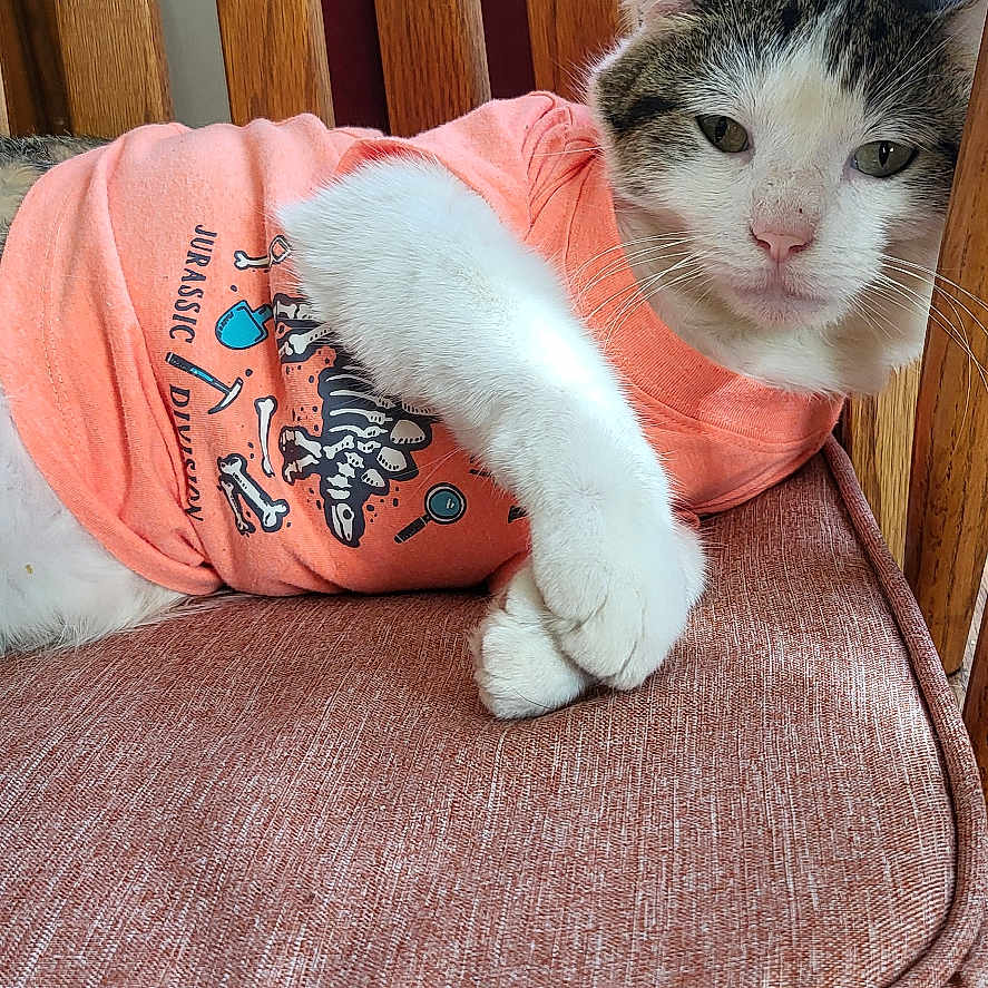 Taba is registered to the contest to win money with this photo: animal, cat, chair, clothing, cushion, ears, face, feline, furniture, home_decor, indoor, lounging, paws, pet, portrait, shirt, sitting, whiskers, white_and_gray, wooden