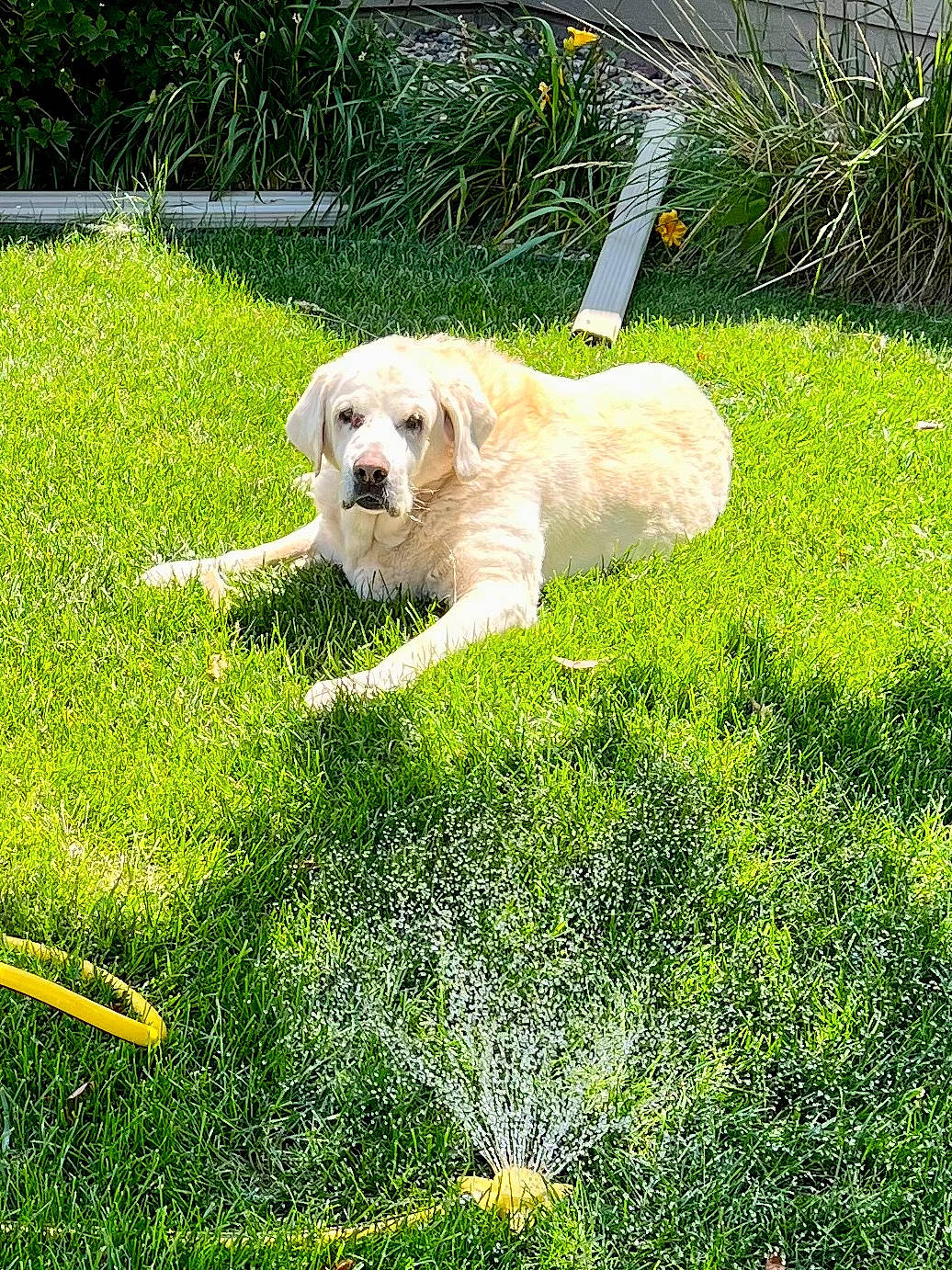 Hunter joined the competition — help win amazing prizes! carnivore, companion_dog, dog, dog_breed, garden, grass, grass_family, grassland, green, groundcover, gun_dog, landscape, lawn, pasture, people_in_nature, plant, polish_tatra_sheepdog, retriever, shrub, tail