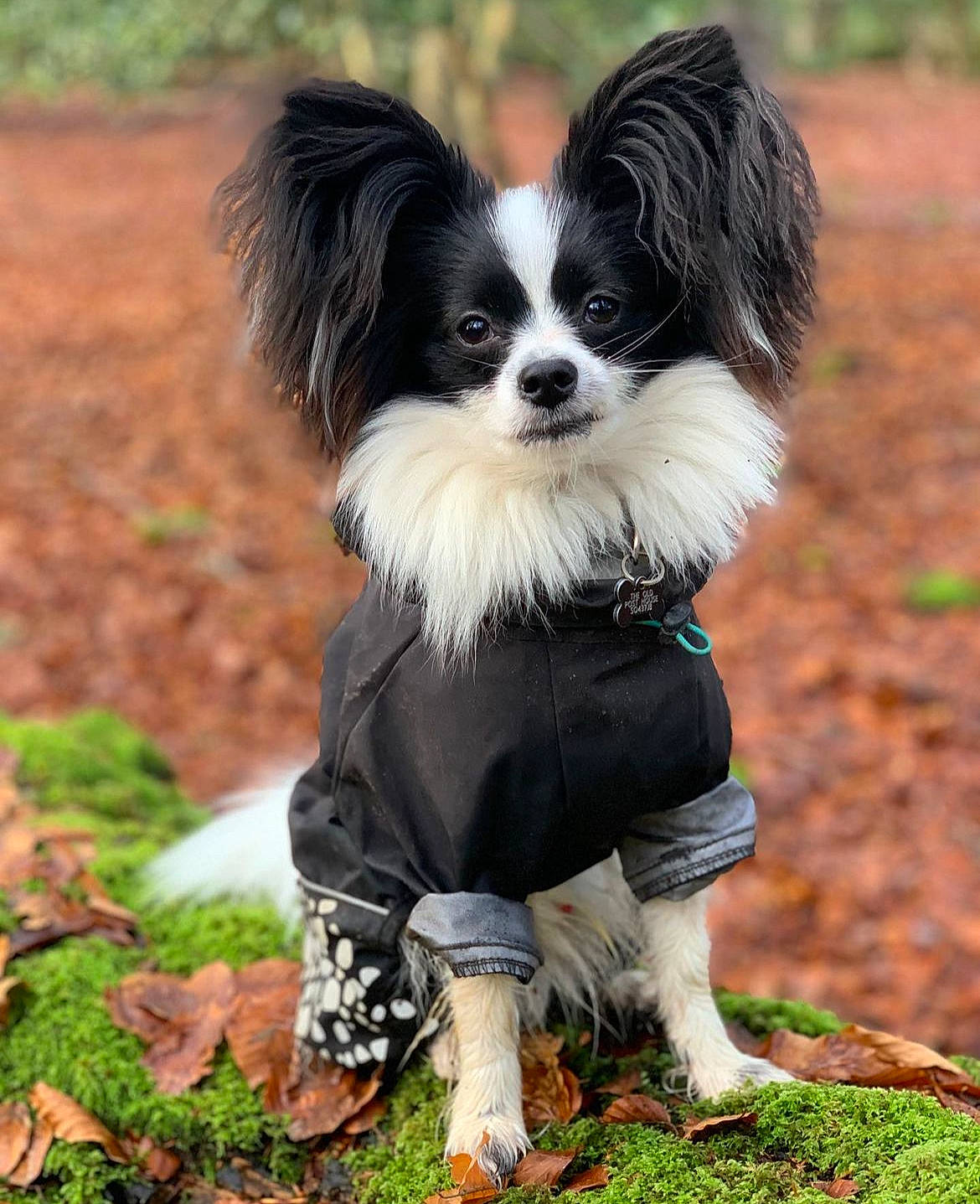 Georgie joined the competition — help win amazing prizes! canidae, carnivore, companion_dog, dog, dog_breed, dog_supply, fur, grass, liver, non_sporting_group, papillon, plant, snout, sporting_group, tail, terrestrial_animal, toy_dog, working_animal, working_dog