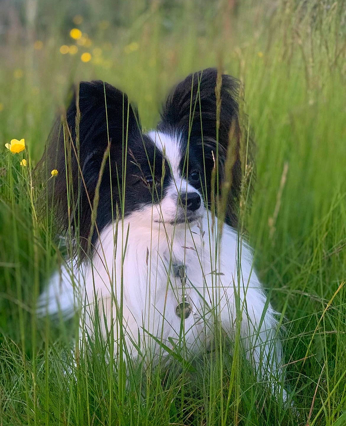 Georgie is registered to the contest to win money with this photo: canidae, carnivore, cavalier_king_charles_spaniel, companion_dog, corn_on_the_cob, dog, dog_breed, field, fur, grass, grassland, herding_dog, plant, snout, spaniel, sporting_group, toy_dog, whiskers, wildlife, working_animal