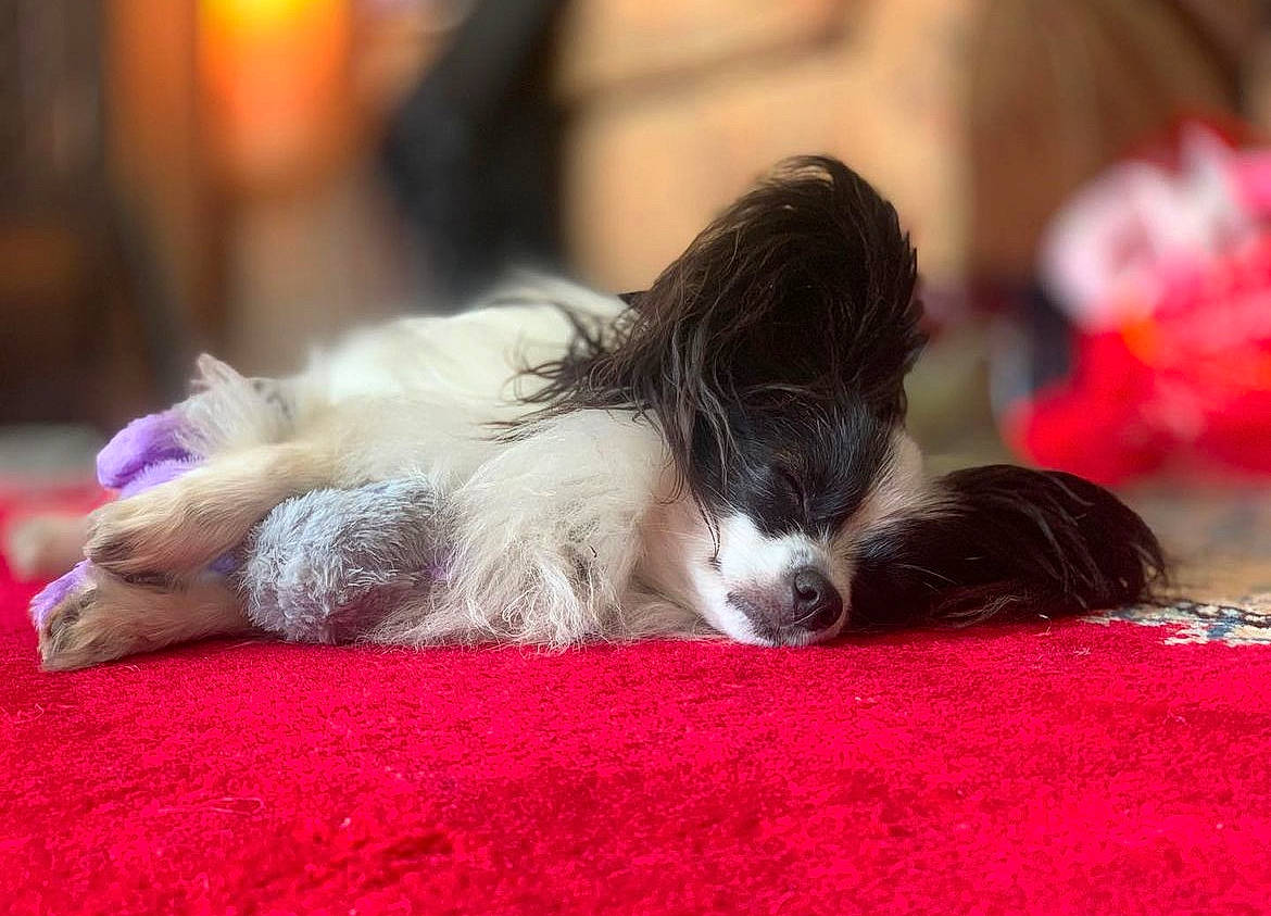 Georgie joined the competition — help win amazing prizes! canidae, carmine, carnivore, cat, cat_supply, comfort, companion_dog, dog_breed, event, fawn, felidae, foot, fur, grass, human_leg, paw, small_to_medium_sized_cats, sporting_group, tail, whiskers