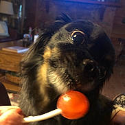 Raven joined the competition — help win amazing prizes! animal, black_dog, blurred_background, close_up, couch, curious, cute, dog, eyes, face, furniture, hand, indoor, living_room, lollipop, pet, snout, tongue, tongue_out, wood