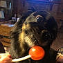 animal, black_dog, blurred_background, close_up, couch, curious, cute, dog, eyes, face, furniture, hand, indoor, living_room, lollipop, pet, snout, tongue, tongue_out, wood