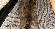Nova participe au concours pour gagner de l'argent avec cette photo : dog, puppy, small_dog, spotted_coat, brown_fur, black_markings, curled_tail, paws, sleeping, lying_down, resting, indoor, rug, blanket, furniture, bedroom, top_view, pet, animal, cozy