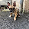 Nova participe au concours pour gagner de l'argent avec cette photo : dog, french_bulldog, puppy, animal, pet, sitting, outdoor, pavement, alley, building, wall, drainpipe, ears, wrinkles, short_snout, brindle, tan_coat, portrait, alert, cute