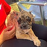 dog, puppy, french_bulldog, pet, animal, wrinkled_face, brindle_coat, sitting, lying_down, paws, outdoors, grass, lawn_chair, lap, human, hand, red_shirt, black_pants, sunlight, portrait