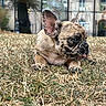 Nova participe au concours pour gagner de l'argent avec cette photo : dog, french_bulldog, puppy, grass, outdoor, portrait, close_up, wrinkles, ears, tongue, lying_down, fawn_coat, black_mask, pet, canine, lawn, urban, building, reflection, daylight