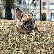 Nova participe au concours pour gagner de l'argent avec cette photo : dog, french_bulldog, puppy, animal, pet, canine, wrinkled_face, large_ears, short_muzzle, lying_down, grass, outdoor, park, city, building, window_reflection, portrait, close_up, brown_coat, serious_expression