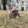 dog, french_bulldog, puppy, animal, pet, canine, wrinkled_face, large_ears, short_muzzle, lying_down, grass, outdoor, park, city, building, window_reflection, portrait, close_up, brown_coat, serious_expression