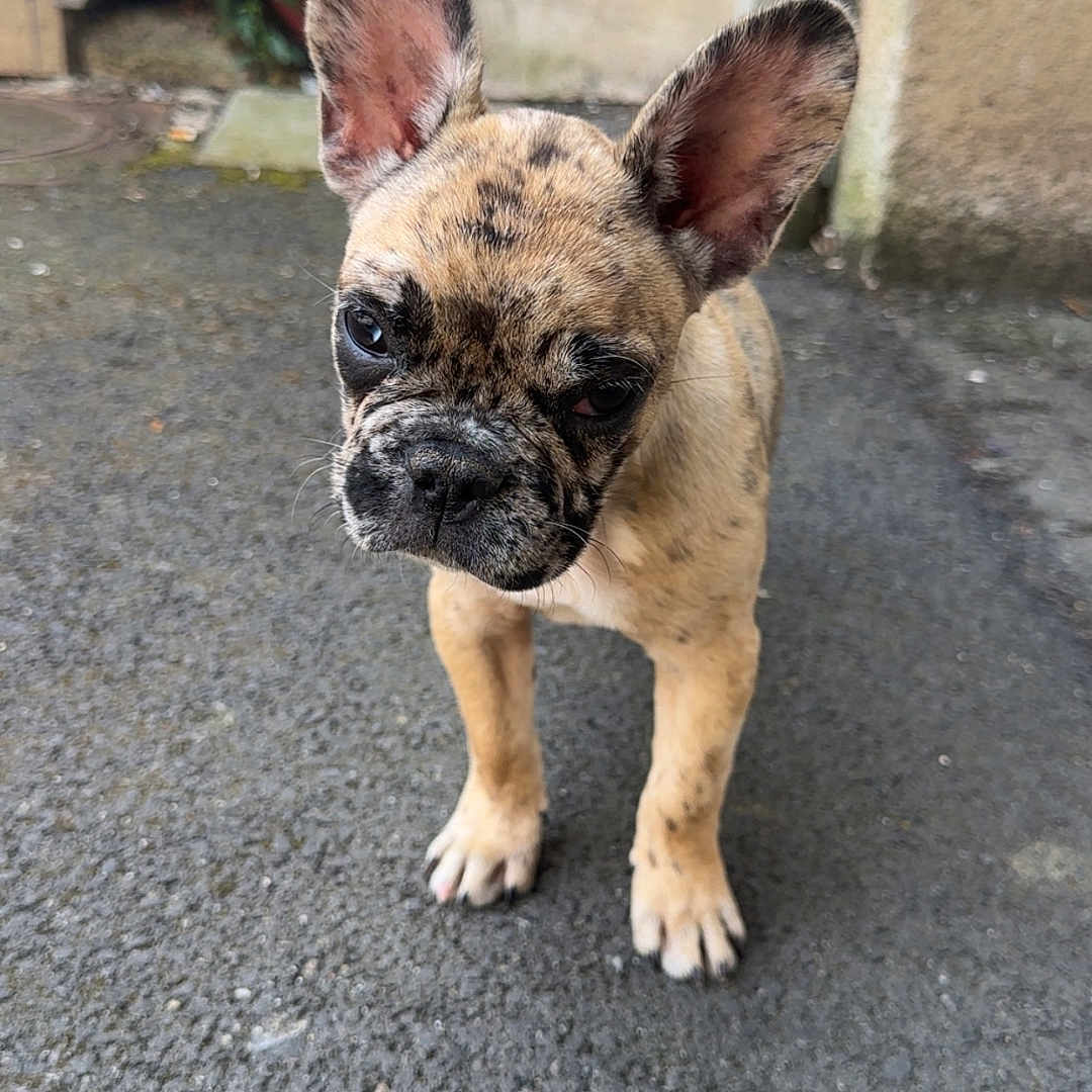 Nova a rejoint le concours — aidez-le/la à gagner de superbes lots ! dog, french_bulldog, puppy, pet, animal, standing, outdoor, pavement, courtyard, building, ears, wrinkles, short_snout, brindle, tan_fur, black_mask, portrait, front_view, alert, cute