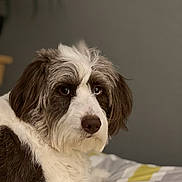 Poppy is registered to the contest to win money with this photo: dog, pet, bed, fur, brown, white, indoor, cute, animal, canine, laying, portrait, relaxed, soft, cozy, companion, friend, mammal, domestic, cute_pet