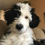 Sophie is registered to the contest to win money with this photo: animal, black_and_white, canine, closeup, companion, couch, cute, dog, domestic, fluffy, fur, furniture, home, indoor, looking_at_camera, pet, portrait, puppy, relaxed, sofa