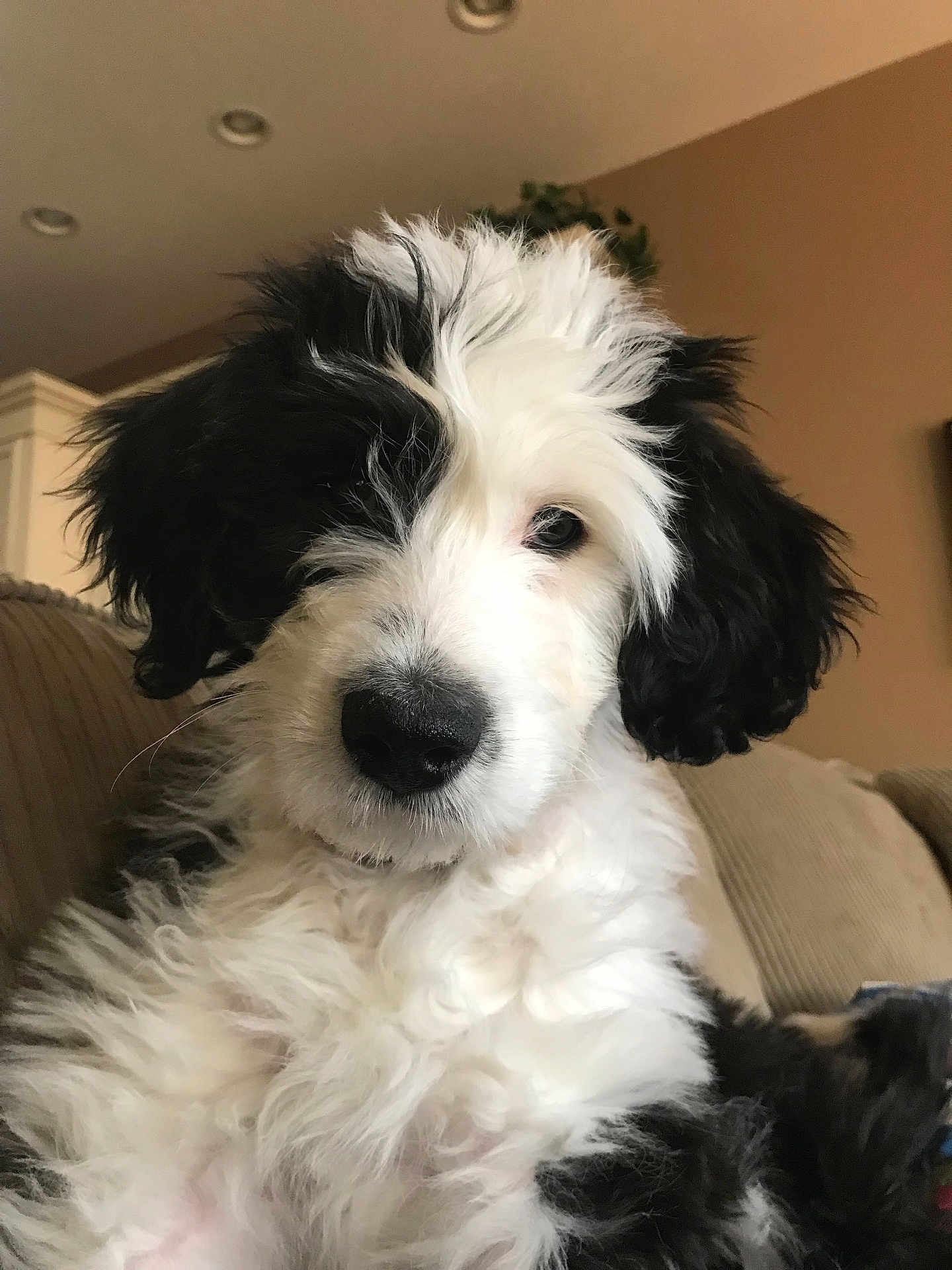 Sophie