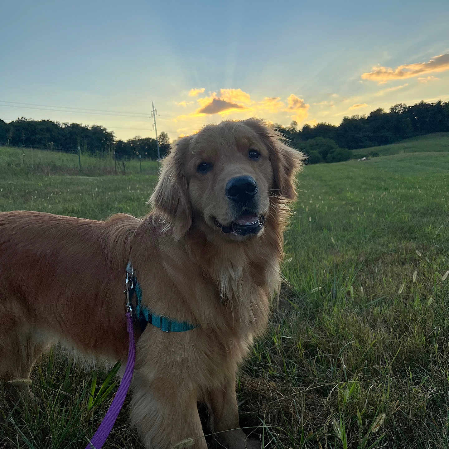 Kit is registered to the contest to win money with this photo: accessories, animal, canine, cockerspaniel, countryside, dog, field, goldenretriever, grass, grassland, hound, leash, nature, outdoors, pet, plant, puppy, strap, straw, terrier