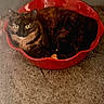 cats, cat, felines, tortoiseshell, black_cat, pet, animal, red_bed, pet_bed, carpet, indoor, home, resting, lying_down, sitting, golden_eyes, fur, whiskers, portrait, cozy