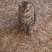Bella joined the competition — help win amazing prizes! cat, tabby_cat, pet, animal, sitting, carpet, indoors, home, brown, striped_fur, green_eyes, whiskers, ears, paws, front_view, serious_expression, floor, textured_background, portrait, domestic_animal