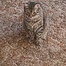 cat, tabby_cat, pet, animal, sitting, carpet, indoors, home, brown, striped_fur, green_eyes, whiskers, ears, paws, front_view, serious_expression, floor, textured_background, portrait, domestic_animal