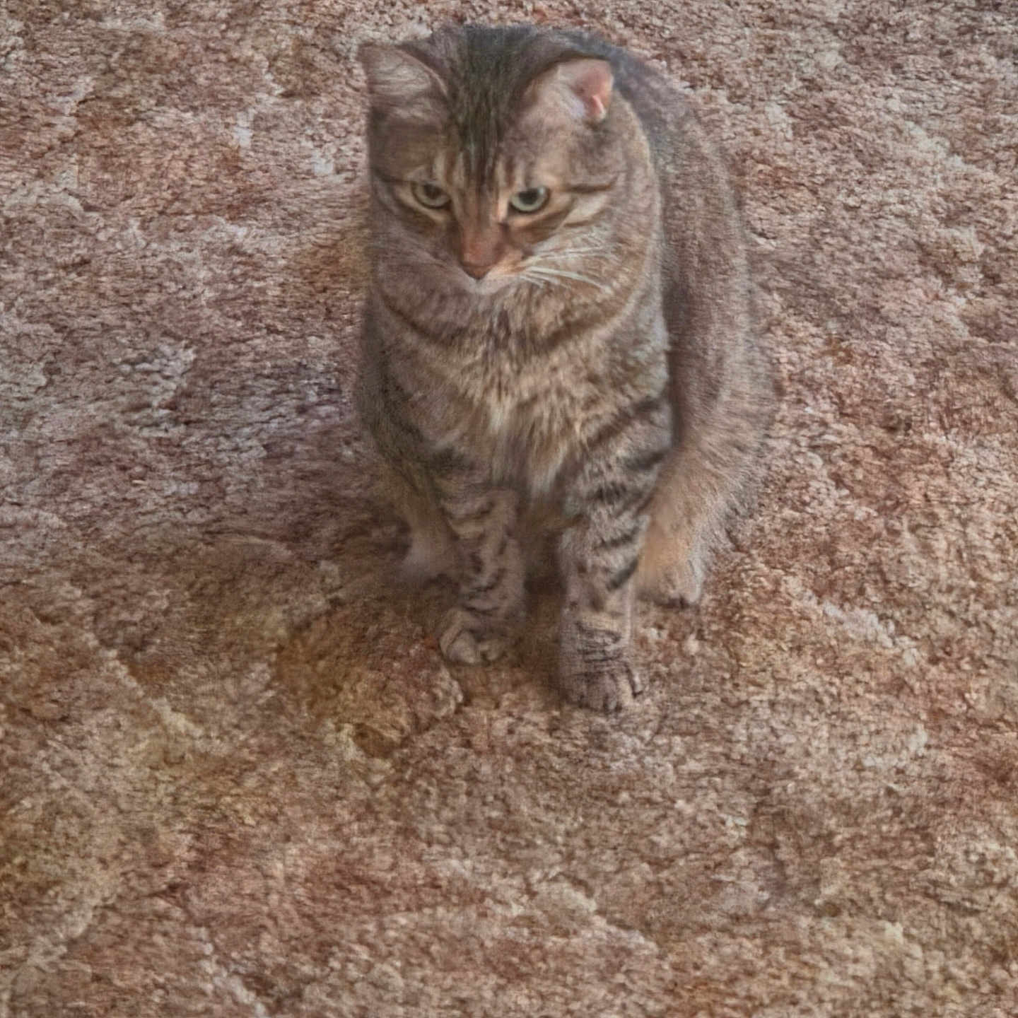 Bella