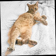 Pawz joined the competition — help win amazing prizes! animal, cat, cozy, cute, domestic, ears, feline, fluffy_blanket, fur, indoor, lying_down, orange_tabby, paw, pet, relaxed, sleepy, soft_texture, tail, whiskers, white_background