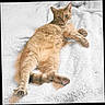animal, cat, cozy, cute, domestic, ears, feline, fluffy_blanket, fur, indoor, lying_down, orange_tabby, paw, pet, relaxed, sleepy, soft_texture, tail, whiskers, white_background