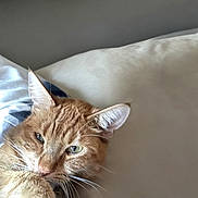 Pawz is registered to the contest to win money with this photo: cat, orange_tabby, pet, bed, pillow, indoor, feline, whiskers, ears, fur, relaxed, sleepy, domestic_animal, closeup, animal, resting, cozy, cute, home, portrait