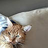 cat, orange_tabby, pet, bed, pillow, indoor, feline, whiskers, ears, fur, relaxed, sleepy, domestic_animal, closeup, animal, resting, cozy, cute, home, portrait