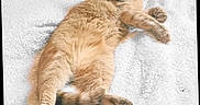 Pawz joined the competition — help win amazing prizes! animal, blanket, cat, comfort, cozy, cute, domestic_animal, feline, fur, indoor, lying_down, mammal, orange_cat, paw, pet, relaxed, resting, sleepy, soft_texture, whiskers