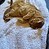 Pawz joined the competition — help win amazing prizes! cat, orange_cat, sleeping, bed, blanket, fluffy, cozy, indoor, pet, fur, relaxed, resting, domestic_animal, feline, animal, cute, comfort, sleep, home, nap