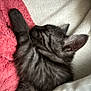 Savana a rejoint le concours — aidez-le/la à gagner de superbes lots ! kitten, sleeping, black_fur, pet, animal, cozy, blanket, towel, cute, rest, indoors, fur, closeup, young, snuggle, soft, paw, ear, relax, comfort