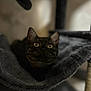 cat, tortoiseshell, pet, indoor, hammock, cat_bed, feline, toy, curious, wide_eyes, soft_texture, cozy, resting, looking_up, blurred_background, fur, ears, whiskers, animal, domestic