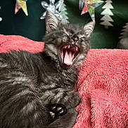 Savana participe au concours pour gagner de l'argent avec cette photo : kitten, cat, gray_cat, yawning, pet, feline, paw, pink_blanket, cozy, sleepy, indoor, cute, animal, fur, whiskers, mouth_open, decorations, star, tree, soft_texture