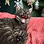 kitten, cat, gray_cat, yawning, pet, feline, paw, pink_blanket, cozy, sleepy, indoor, cute, animal, fur, whiskers, mouth_open, decorations, star, tree, soft_texture