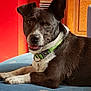 animal, black_and_white, blue, close_up, collar, cozy, cushion, dog, ears_up, friendly, furniture, home, indoor, looking, pet, portrait, red_wall, resting, tongue_out, wooden_cabinet