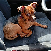 Whiskey joined the competition — help win amazing prizes! animal, black_dog, brown_dog, car_door, car_interior, cup_holder, curled_up, dashboard, dog, fabric_seat, gum_pack, indoor, leather, pet, relaxed, seat, seatbelt, small_dog, sunlight, window_light