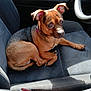 animal, black_dog, brown_dog, car_door, car_interior, cup_holder, curled_up, dashboard, dog, fabric_seat, gum_pack, indoor, leather, pet, relaxed, seat, seatbelt, small_dog, sunlight, window_light