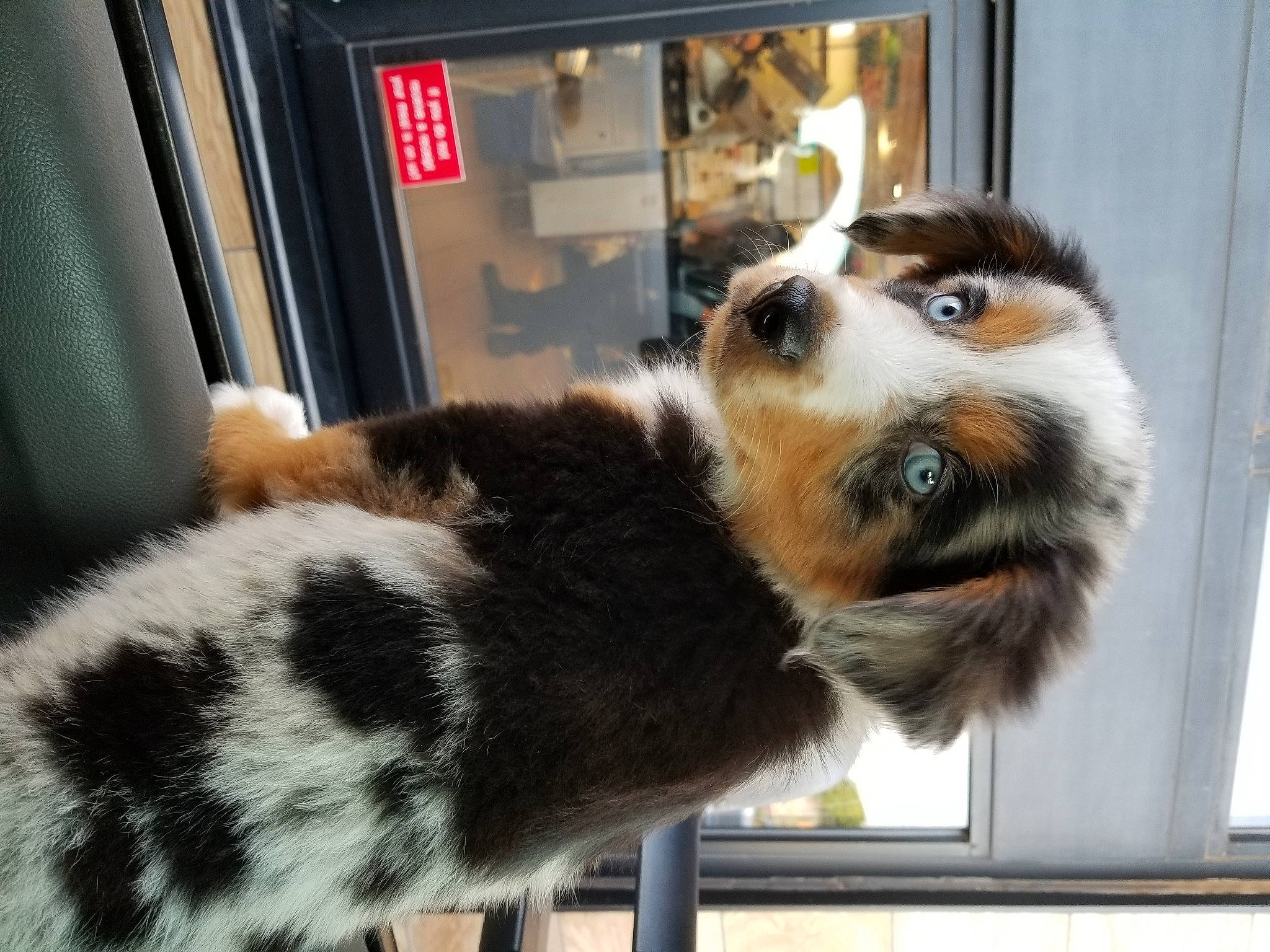 Rooster joined the competition — help win amazing prizes! canidae, carnivore, cat, claw, companion_dog, dog_breed, domestic_short_haired_cat, felidae, fur, mammal, small_to_medium_sized_cats, snout, sporting_group, tail, terrestrial_animal, whiskers, window