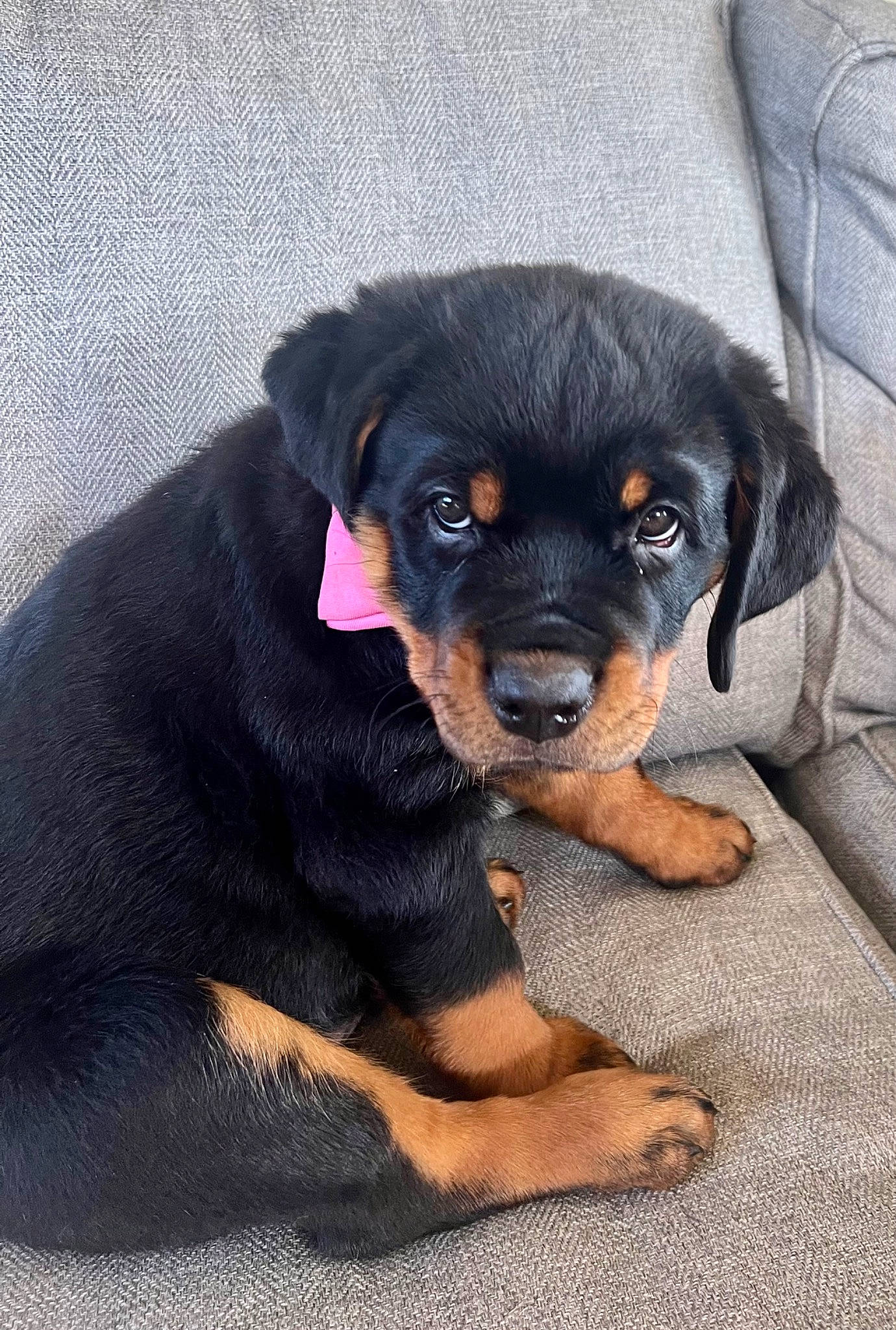 Cleo joined the competition — help win amazing prizes! austrian_black_and_tan_hound, canidae, carnivore, companion_dog, dog, dog_breed, fawn, fur, guard_dog, hunting_dog, lithuanian_hound, molosser, puppy, rottweiler, sporting_group, terrestrial_animal, whiskers, working_animal, working_dog