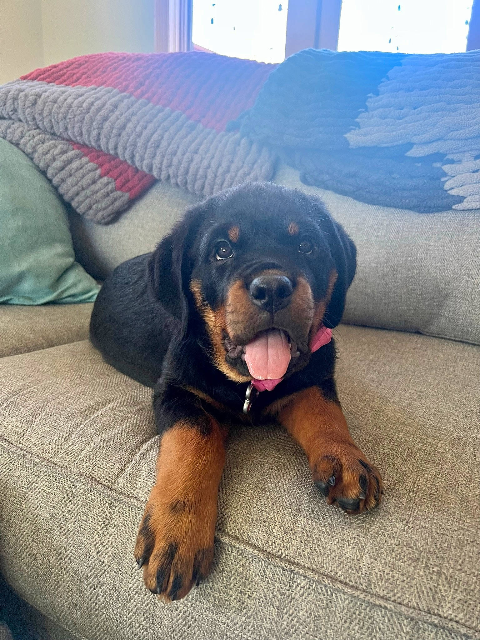 Cleo is registered to the contest to win money with this photo: canidae, carnivore, comfort, companion_dog, dog, dog_breed, fawn, fur, guard_dog, hound, liver, paw, sitting, sky, snout, sporting_group, vehicle_door, working_animal, working_dog