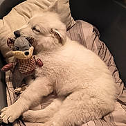 Atlas participe au concours pour gagner de l'argent avec cette photo : puppy, dog, sleeping, stuffed_animal, toy, bed, pillow, blanket, cozy, cute, fluffy, white_dog, indoors, resting, animal, pet, soft, comfort, relaxing, napping