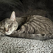 Lucy joined the competition — help win amazing prizes! animal, blanket, cat, closeup, cozy, cute, domestic_cat, feline, fur, gray_cat, indoor, nap, peaceful, pet, relaxation, resting, sleeping, soft, tail, whiskers