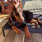 Ruby is registered to the contest to win money with this photo: animal, black, brown, canine, collar, daylight, deck, doberman, dog, ears, furniture, lying_down, outdoor, paw, pet, raised_bed, relaxed, summer, sunlight, wooden_floor